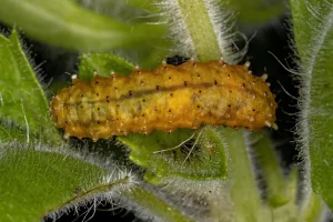 chenille processionnaire peau boutons