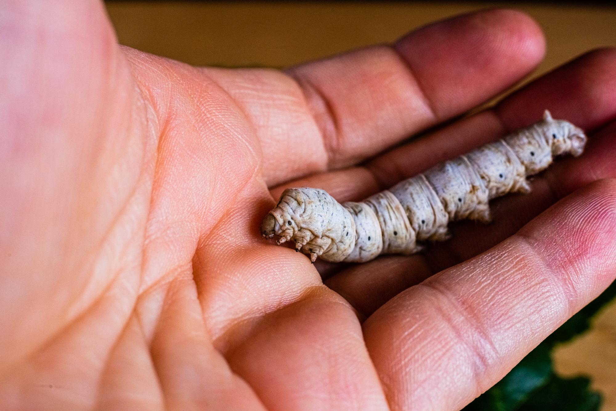 Comment reconnaître les boutons causés par les chenilles processionnaires&nbsp;?