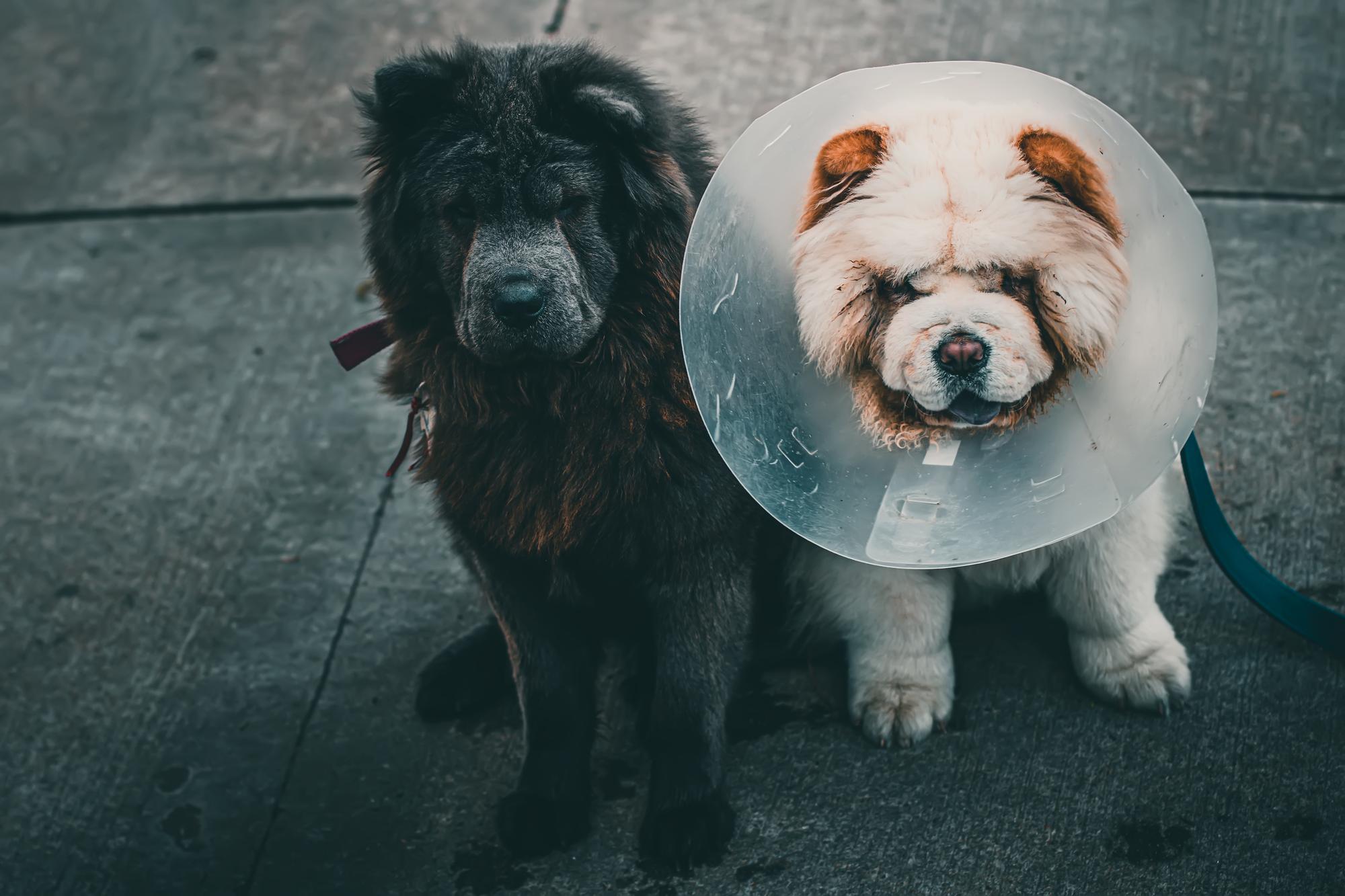 Pourquoi rêver d’un chien blessé, enfermé ou mort est si perturbant ?