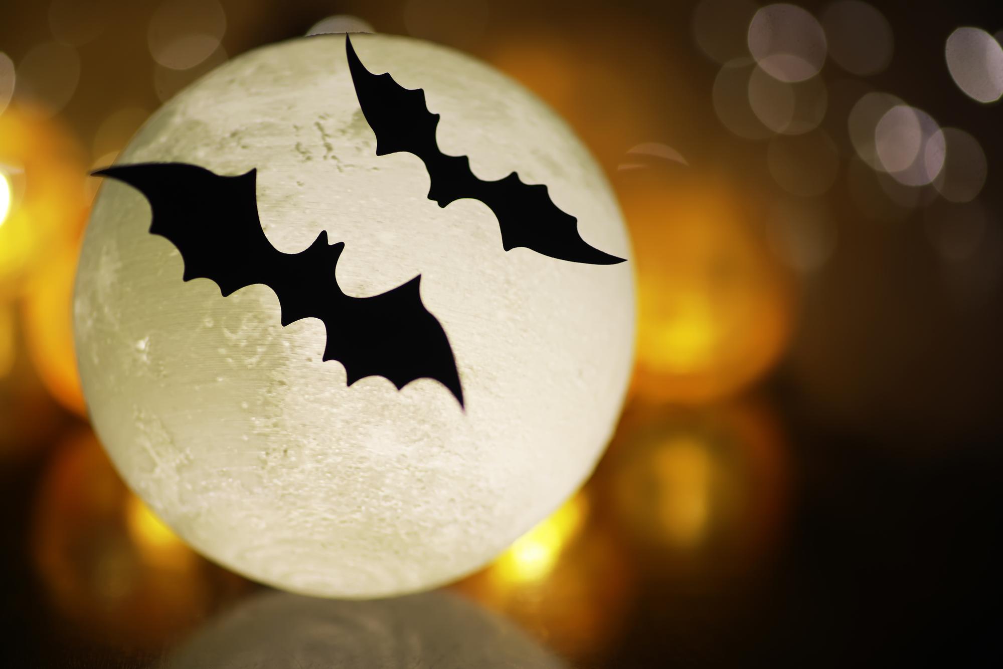 Comment utiliser la symbolique de la chauve-souris pour te transformer au quotidien ?