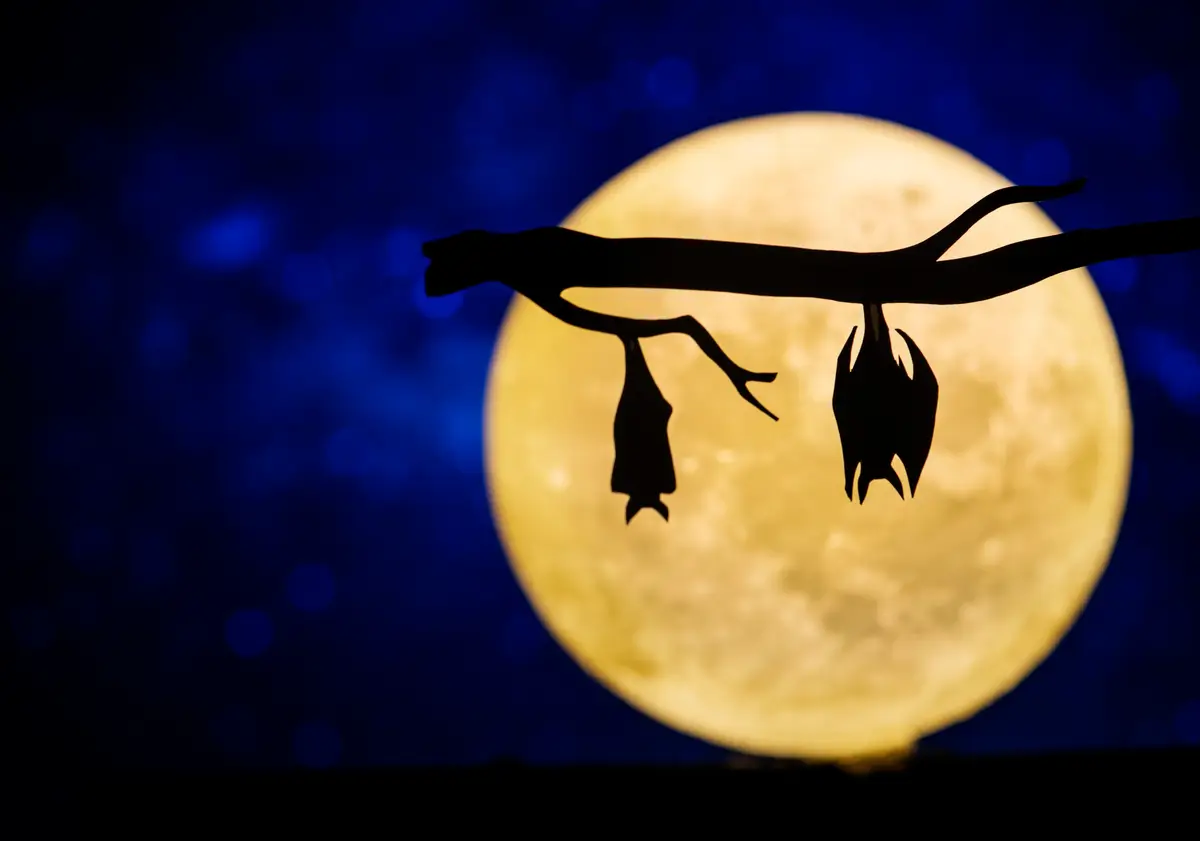 chauve-souris nuit